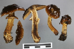 Cortinarius majestaticus