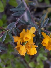 Berberis × stenophylla
