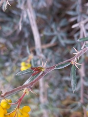 Berberis × stenophylla