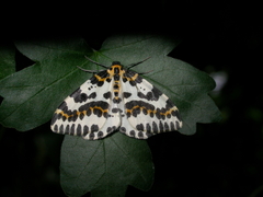 Abraxas grossulariata