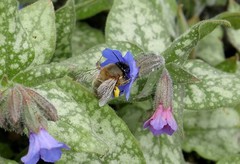 Anthophora plumipes