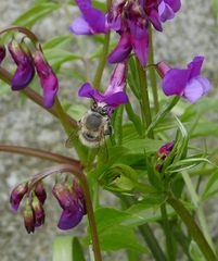Anthophora plumipes
