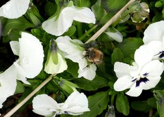 Anthophora plumipes