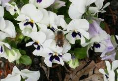 Anthophora plumipes