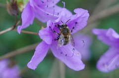 Anthophora plumipes