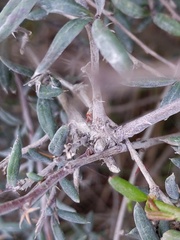 Berberis × stenophylla