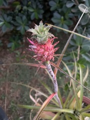 Ananas comosus microstachys