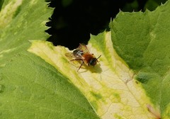Andrena haemorrhoa