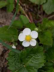 Fragaria vesca