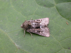 Oligia