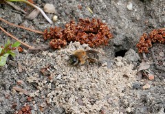 Andrena haemorrhoa