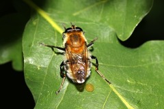 Criorhina floccosa