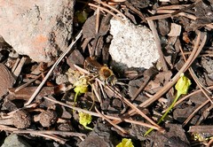 Andrena haemorrhoa