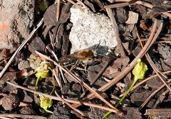 Andrena haemorrhoa