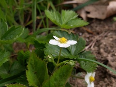 Fragaria vesca