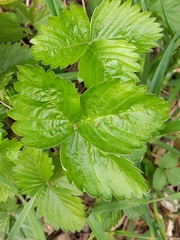 Fragaria vesca