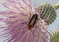 Nemognatha piazata