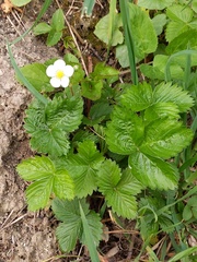 Fragaria vesca