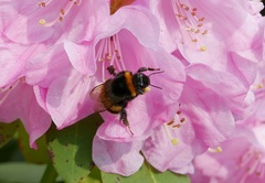 Bombus
