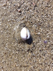 Austrovenus stutchburyi