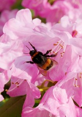 Bombus