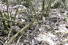 Pipilo maculatus macronyx