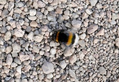 Bombus