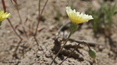 Malacothrix glabrata