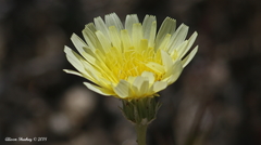 Malacothrix glabrata