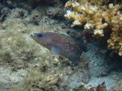 Rypticus bicolor