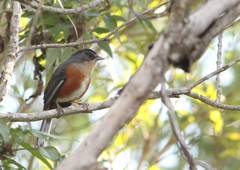 Microspingus lateralis