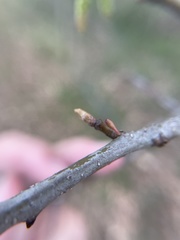 Callirhytis gallaestriatae