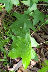 Liquidambar styraciflua image