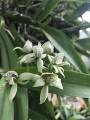 Prosthechea