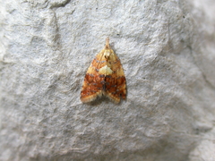 Pseudargyrotoza conwagana