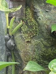 Theloderma corticale