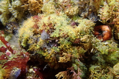 Pycnoclavella stanleyi