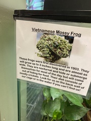 Theloderma corticale