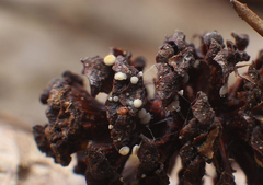 Calycellina alniella