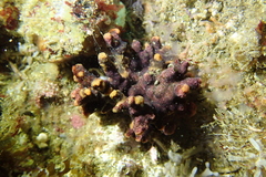 Antropora tincta