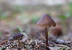 Mycena plumipes