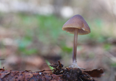 Mycena plumipes