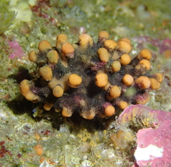 Antropora tincta
