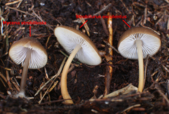 Mycena plumipes