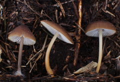 Mycena plumipes