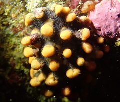 Antropora tincta