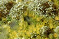 Pycnoclavella stanleyi