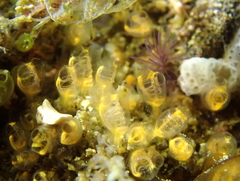 Pycnoclavella stanleyi