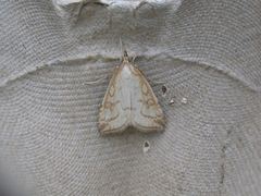 Udea lutealis