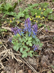 Corydalis fumariifolia azurea